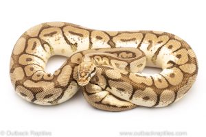Mojave spider ball python for sale