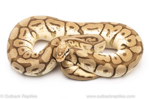 Mojave spider ball python for sale