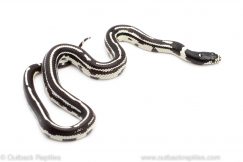 striped california kingsnake for sale