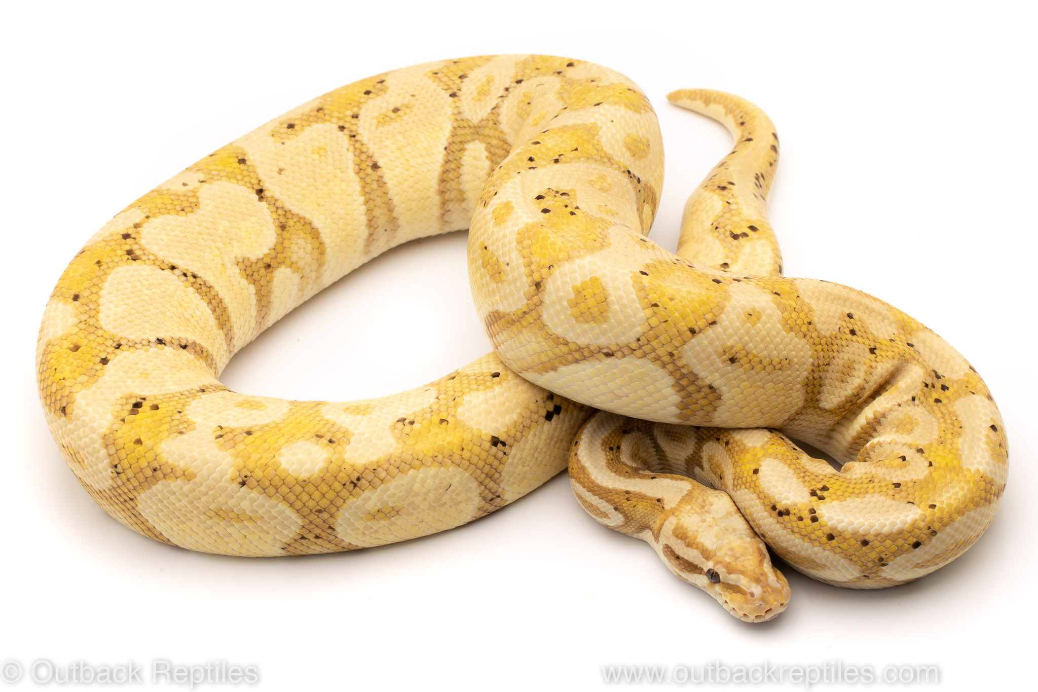 Super Pastel Banana ball python for sale