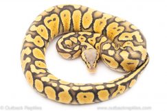 Super Pastel Ghost ball python for sale
