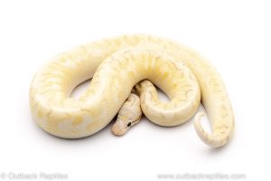 super gravel bumblebee ball python for sale