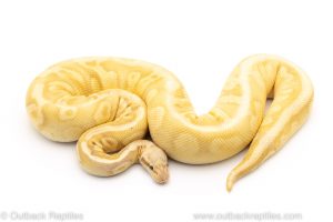 super pastel calico banana ball python for sale