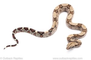 suriname red tail boa constrictor for sale