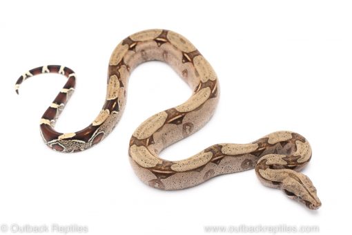 Suriname red tail boa constrictor for sale