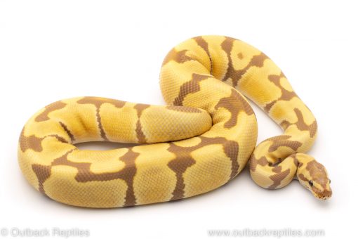 Toffee ball python for sale