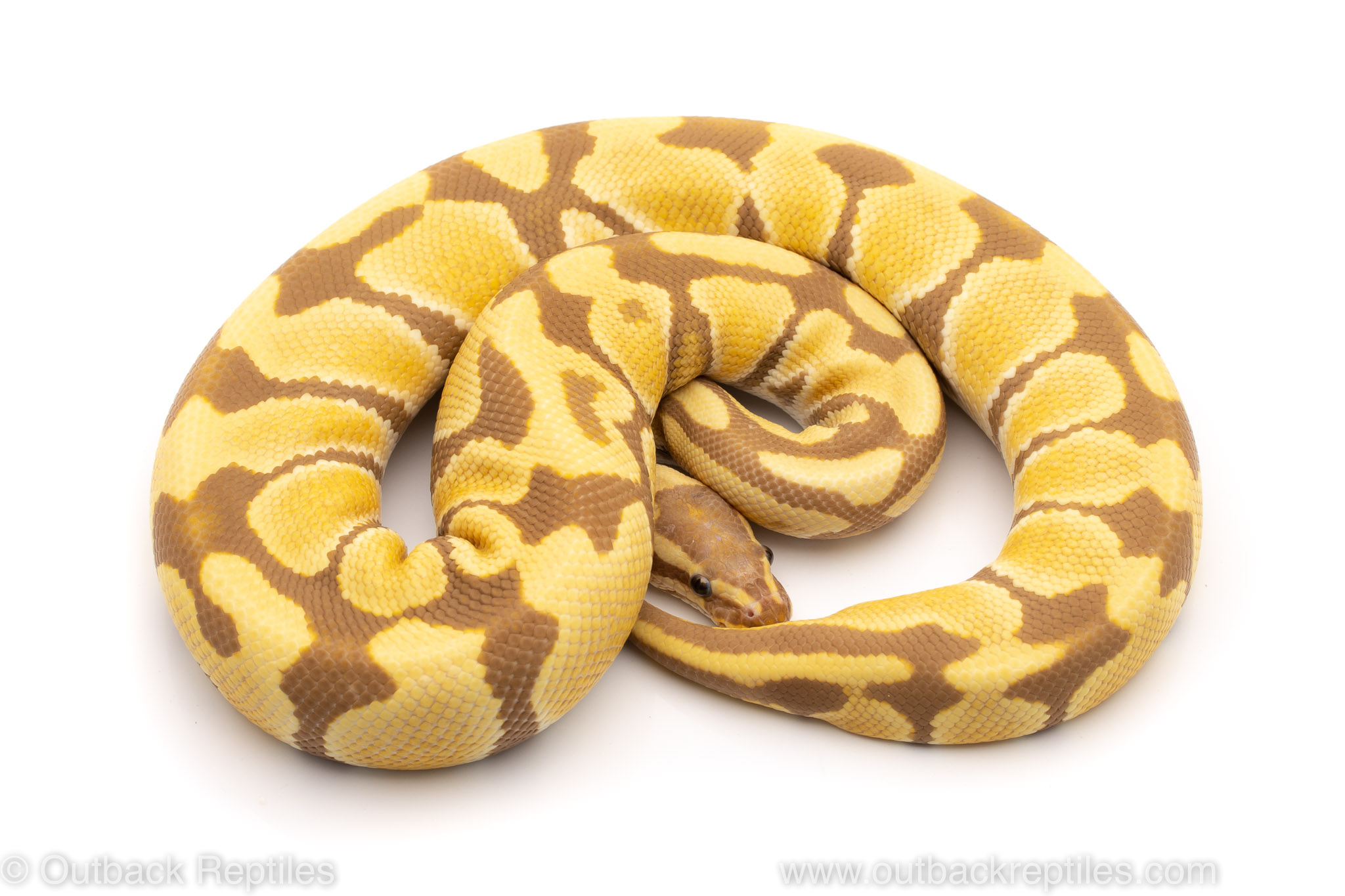 Toffee ball python for sale