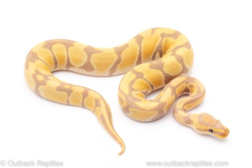 Candino Toffino ph Pied ball python for sale