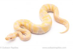 Candino Toffino het pied ball python for sale
