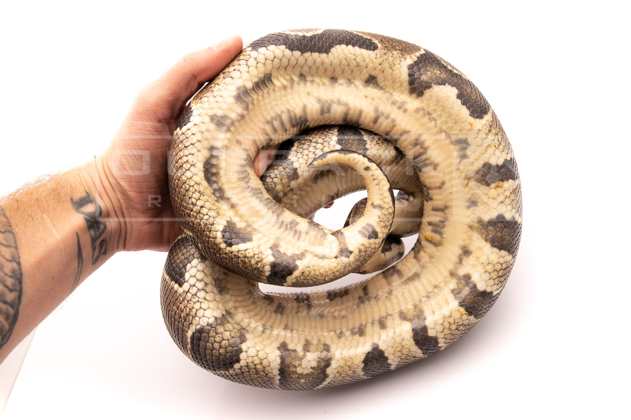 Wild Caught african import ball python for sale