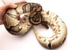 Wild Caught african import ball python for sale