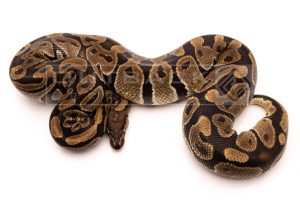 Wild Caught african import ball python for sale