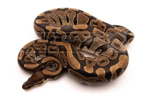 Wild Caught african import ball python for sale