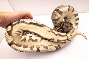 Wild Caught african import ball python for sale