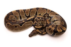 Wild Caught african import ball python for sale