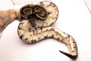 Wild Caught volta ball python for sale