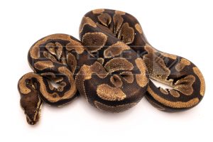 Wild Caught volta ball python for sale