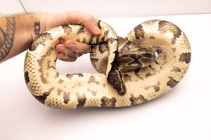 Wild Caught african import ball python for sale