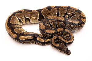 Wild Caught african import ball python for sale