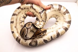 Wild Caught african import ball python for sale