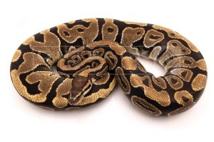 Wild Caught african import ball python for sale