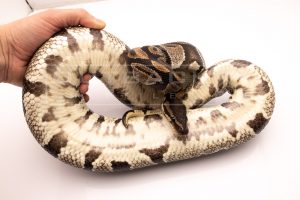 Wild Caught african import ball python for sale