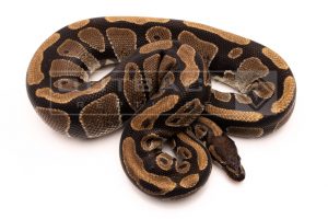 Wild Caught african import ball python for sale