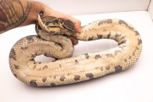 Wild Caught african import ball python for sale