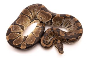 Wild Caught african import ball python for sale