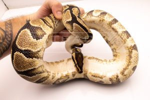 Wild Caught african import ball python for sale