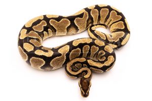 Wild Caught african import ball python for sale