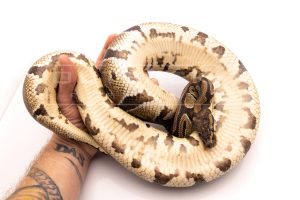 Wild Caught african import ball python for sale