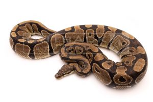 Wild Caught african import ball python for sale