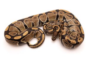 Wild Caught african import ball python for sale