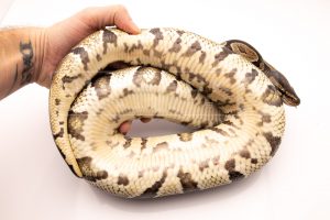 Wild Caught african import ball python for sale