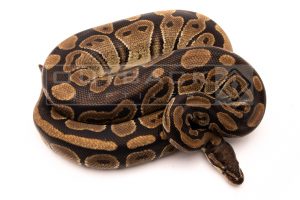 Wild Caught african import ball python for sale