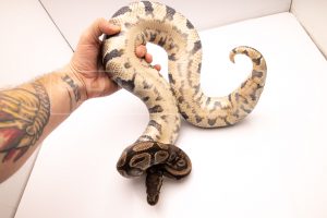 Wild Caught african import ball python for sale