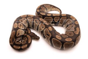 Wild Caught african import ball python for sale