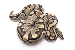 Wild Caught african import ball python for sale