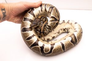 Wild Caught african import ball python for sale