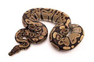 Wild Caught african import ball python for sale