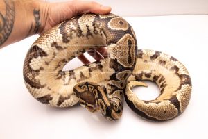 Wild Caught african import ball python for sale