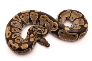 Wild Caught african import ball python for sale