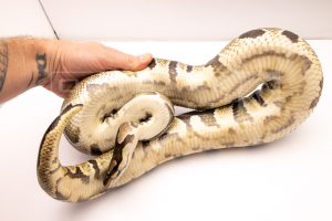 Wild Caught african import ball python for sale