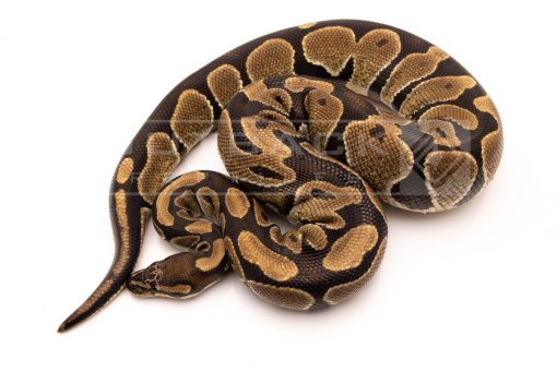 Wild Caught african import ball python for sale