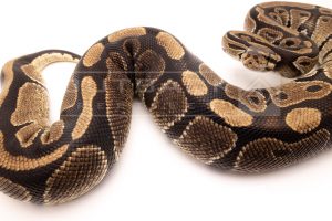 Wild Caught african import ball python for sale