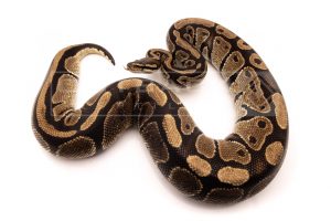 Wild Caught african import ball python for sale