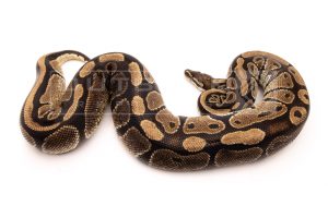 Wild Caught african import ball python for sale