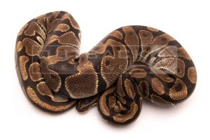 Wild Caught african import ball python for sale