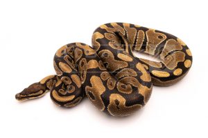Wild Caught african import ball python for sale